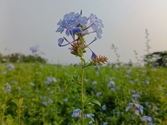 -深圳湾公园(南山区)