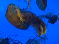 -太平洋海底世界