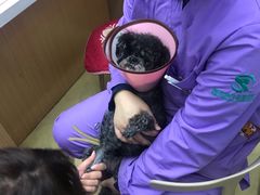 -瑞派宠物医院·中兽医专科(中央商城分院)