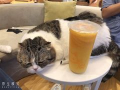 -啵啵喵·猫咖(攀华国际店)