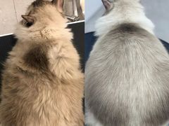 -comecome来吧宠物(奥克斯中心店)