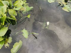 -海南文笔峰盘古文化旅游区