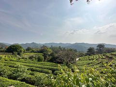 -雁南飞茶田景区