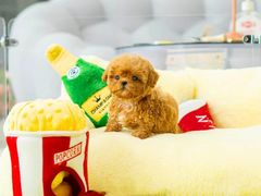 -萌宠之家·腊肠犬·马尔泰·小体犬舍