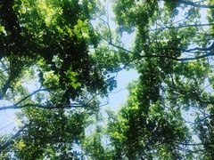 -鹅湖玫瑰文化园