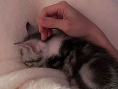 -小猫来了·猫舍(红山六九七九店)