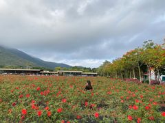 -亚龙湾国际玫瑰谷