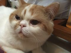 -艾贝尔宠物医院·24H转诊中心·肿瘤猫专科(江宁双龙店)