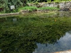 -成都市活水公园