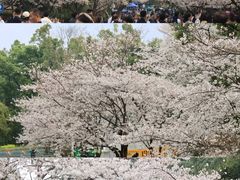 -武汉大学-樱园