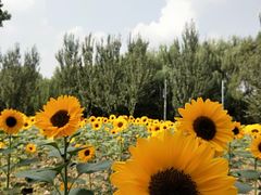 -长白岛森林公园