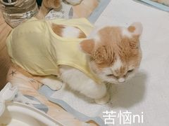 -申普宠物医院·心脏介入·心血管微创(总院)