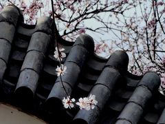 -桃花堤公园