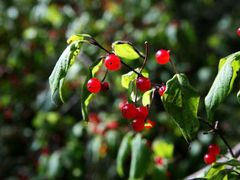 -叠溪松坪沟景区