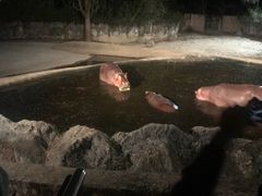 -清迈夜间动物园