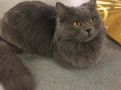 -飞行喵MR PILOT|猫舍·猫咖(静安大融城店)