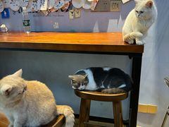 -Meowの猫咖(万家丽店)