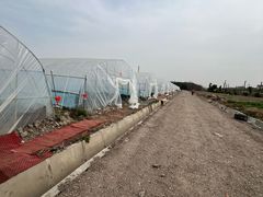 -喜杨洋草莓采摘园