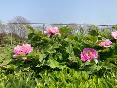 -曹州牡丹园