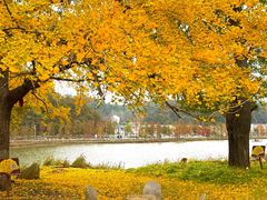 -千年银杏谷文化旅游区