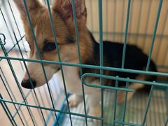 -翊宠yipet猫狗购宠庄园犬舍•猫舍