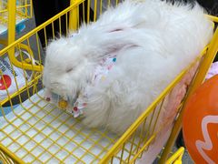 -鑫记婆婆兔·成都特产·兔头手撕兔(太古里店)