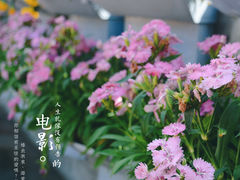-香蜜公园
