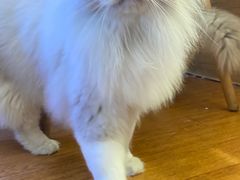 -猫冇咖·家门口的撸猫馆(大融城店)