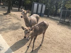 -奈良公园
