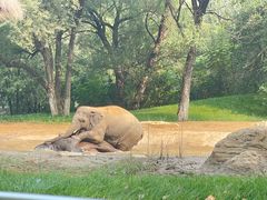-北京野生动物园