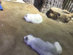-芜湖新华联大白鲸海洋公园