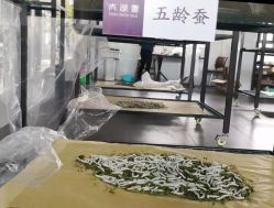 -太湖雪蚕桑文化园