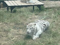 -大连森林动物园