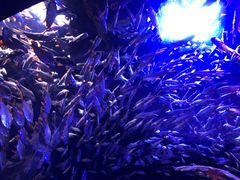 -成都浩海立方海洋公园