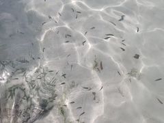 -白沙滩