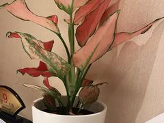 -悦融琥珀·京鲁菜·海味珍品(西单店)