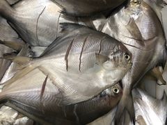 -宾朋海鲜特色美食餐厅·纯手工鲅鱼水饺(兴海路店)