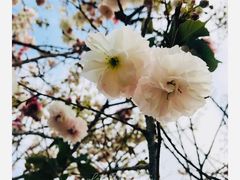 -天适樱花悠乐园