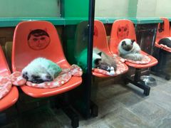 -猫咪博物馆(顶澳仔猫街店)