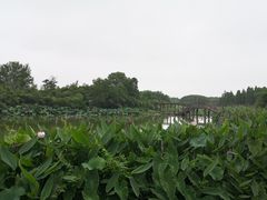 -艾溪湖湿地公园