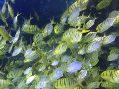 -太平洋海底世界