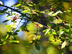 -白草畔自然风景区