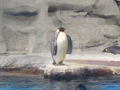 -海合安武汉极地海洋公园