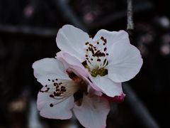-桃花堤公园