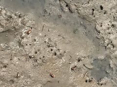 -北海金海湾红树林生态旅游区