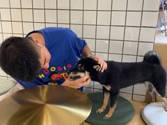 -柴务处·柴犬主题狗咖