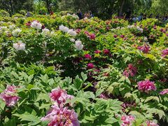 -莲花池公园