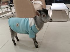 -怪兽屋·羊驼·猫咖·狗咖(俊华广场店)