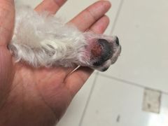 -全心全意连锁动物医院(加州店)