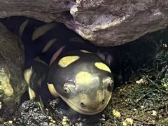 -上海大自然野生昆虫馆(东方明珠·爬宠昆虫探索中心)